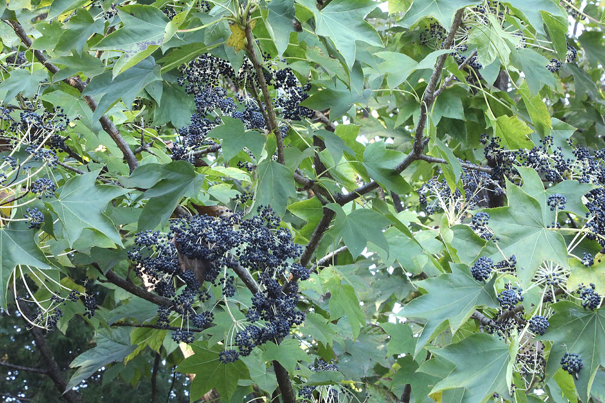Castor aralia green leaves and berries